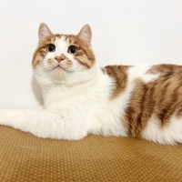 北京海淀蓟门桥猫咪领养
