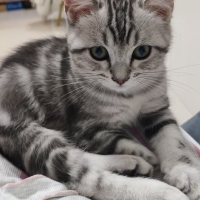 北京猫咪领养