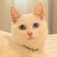 北京猫咪领养