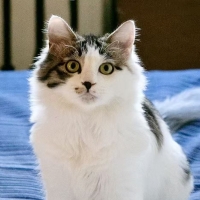 北京猫咪免费领养三花猫