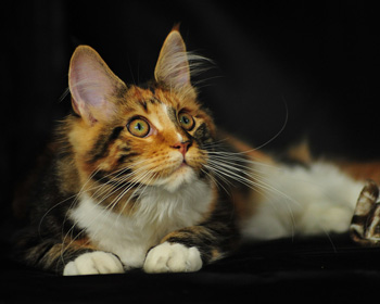 马恩岛猫简介，马恩岛猫性格 