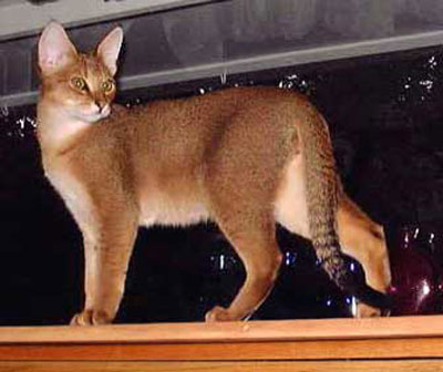 非洲狮子猫简介，非洲狮子猫性格