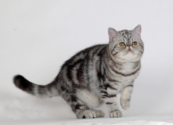 非洲狮子猫简介，非洲狮子猫性格