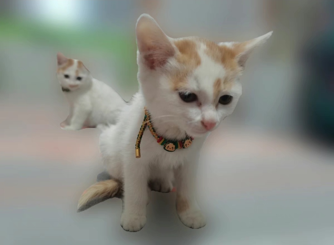 Screenshot_20250605_100440_com.taobao.idlefish_edit_2483683813258517.jpg