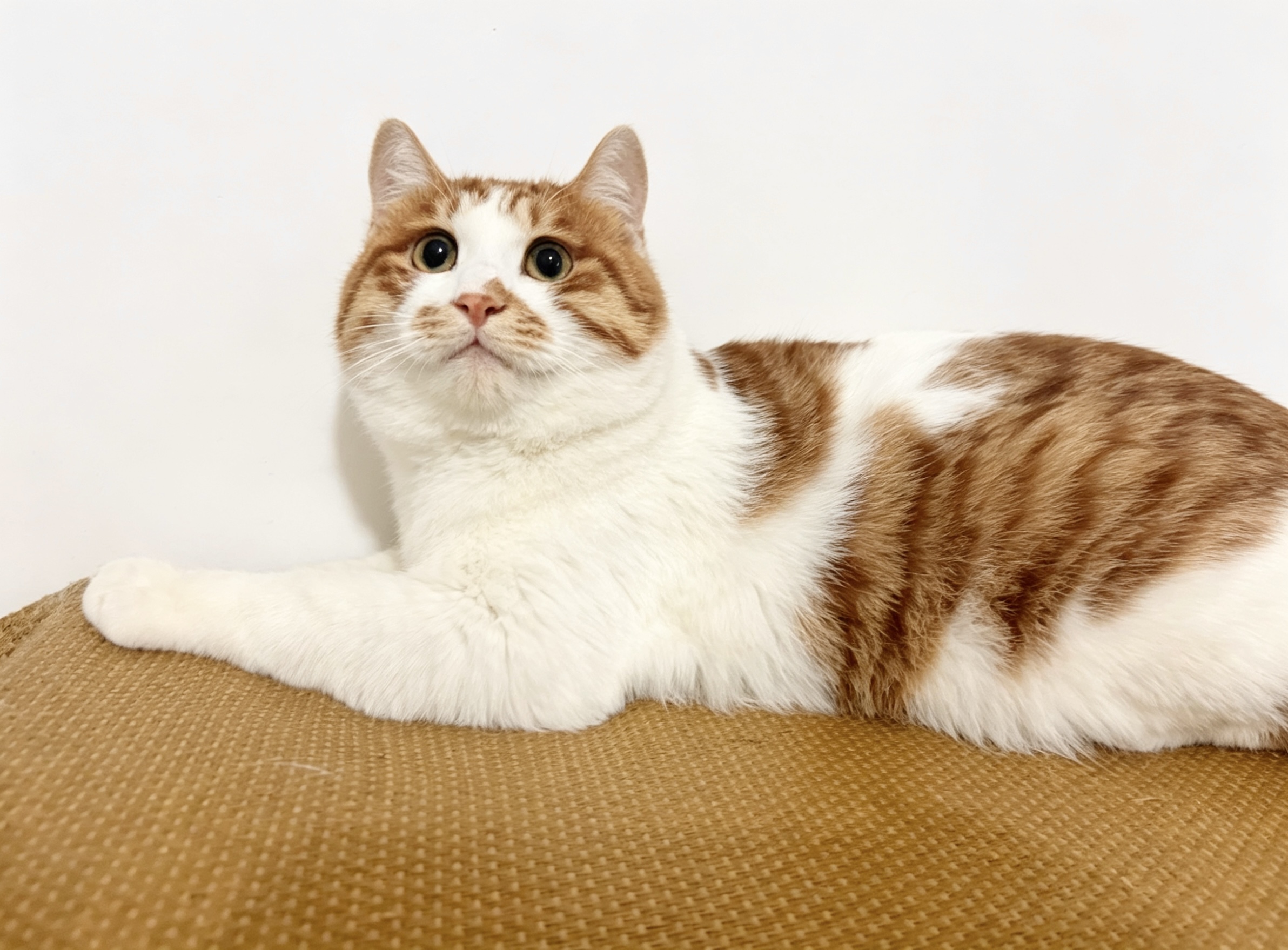 猫2.jpg