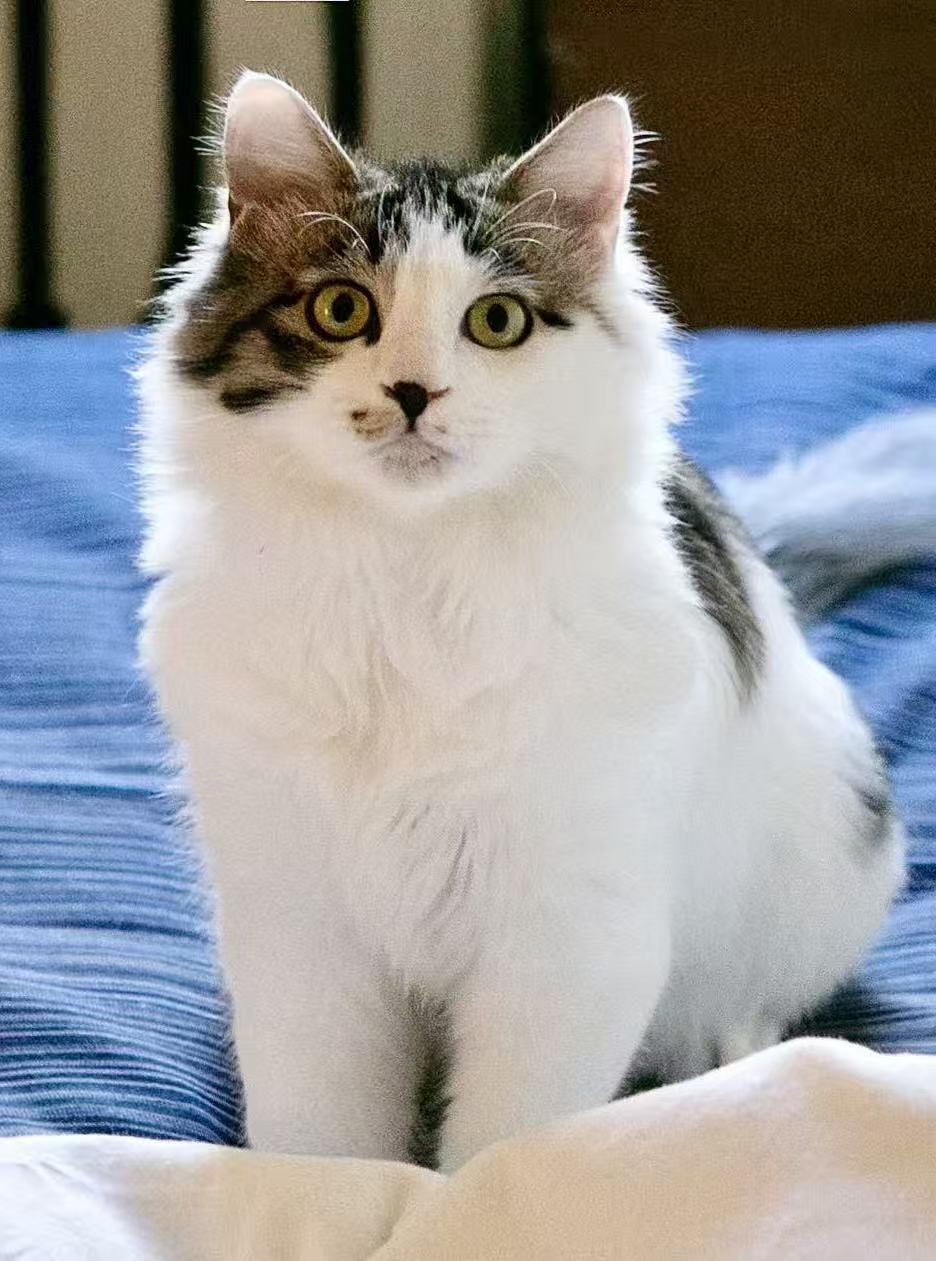 三花猫