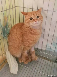 北京领养-橘猫】: 北京小区TNR捉到的可爱小家伙