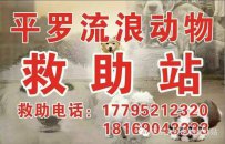 石嘴山市平罗流浪动物救助站