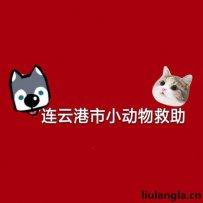连云港小动物救助爱心站 免费领养宠物