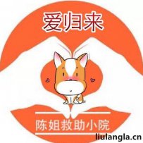 北京陈姐流浪狗救助小院