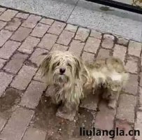 佳木斯市流浪猫狗救助基地简介和联系方式