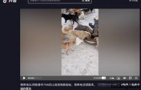 阿勒泰流浪宠物基地