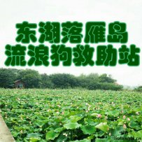 武汉落雁岛流浪狗救助站