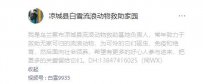 乌兰察布市 凉城县 白雪流浪动物救助家园