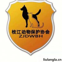 宜昌市小动物救助站 枝江市小动物协会